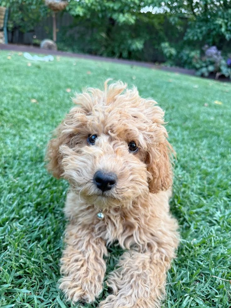 Cavapoo