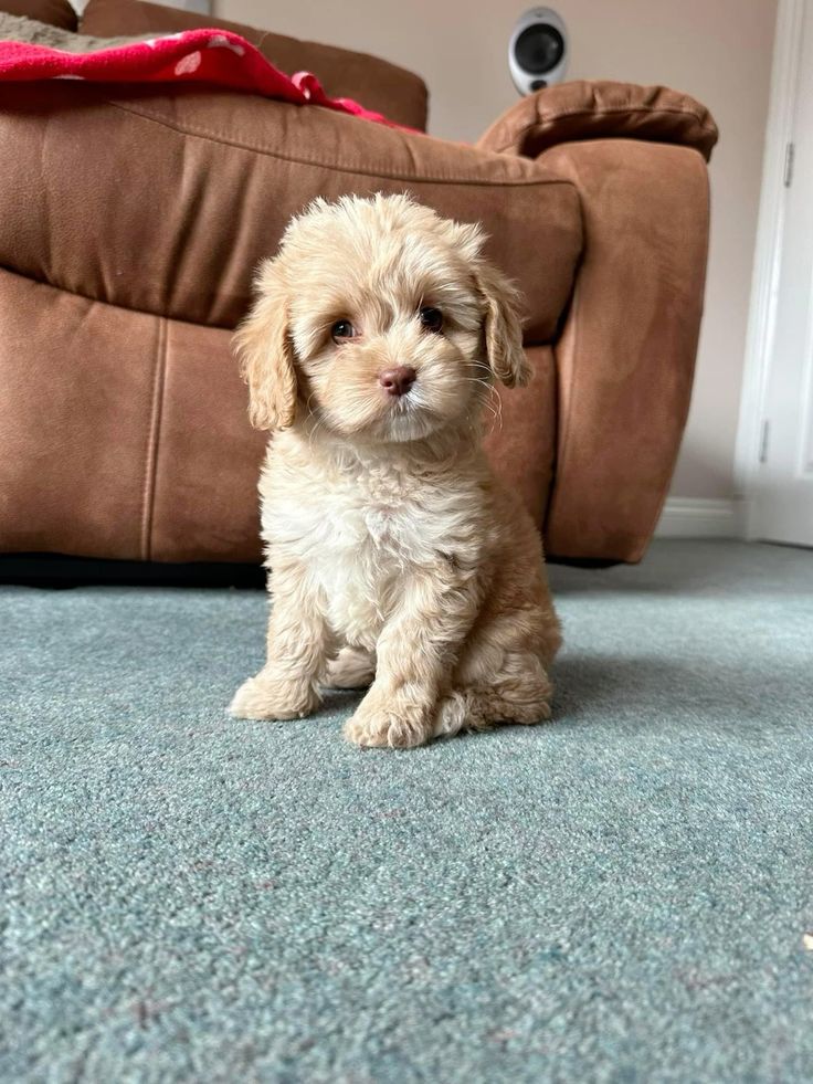Cavapoo