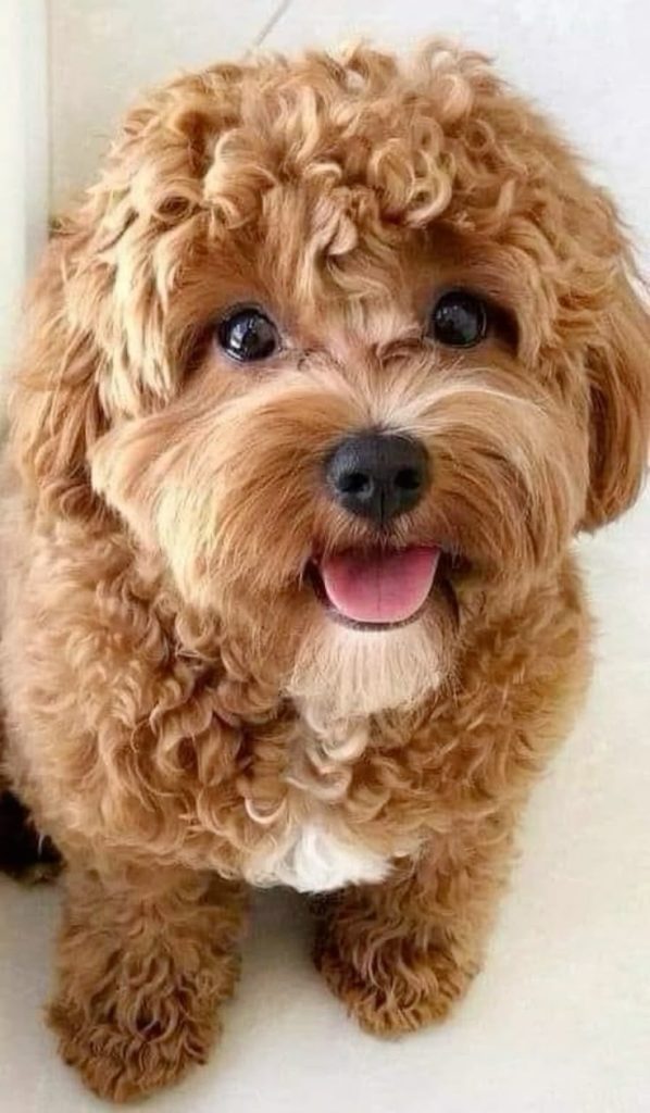 Cavapoo