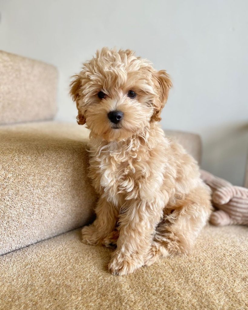 Cavapoo