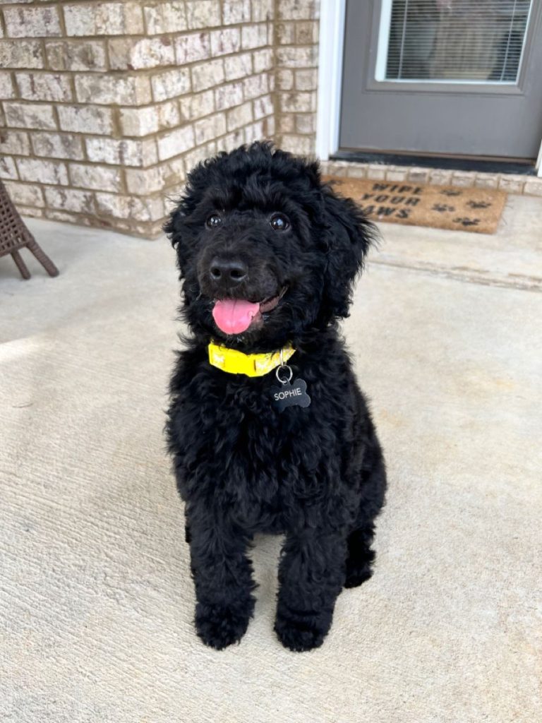 Cavapoo