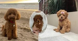 Meet the Cavapoo: The Cutest Dog Breed Celebs Can’t Stop Adopting