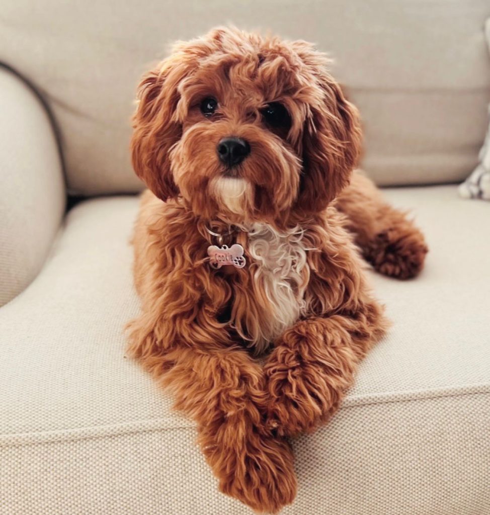 Cavapoo