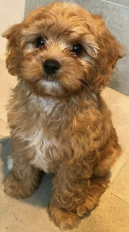 Cavapoo