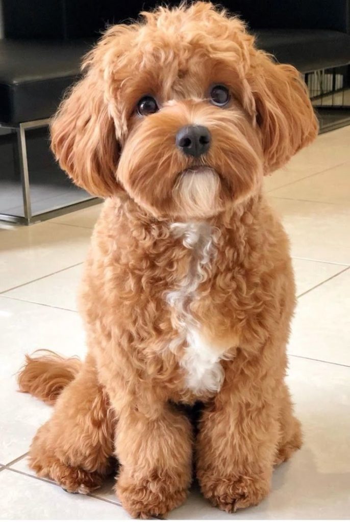 Cavapoo
