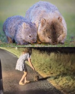 Baby Wombat Caught by US Influencer.
