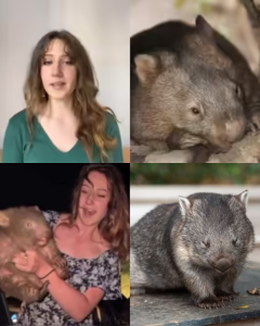 Baby Wombat Caught by US Influencer and her apologize over it.